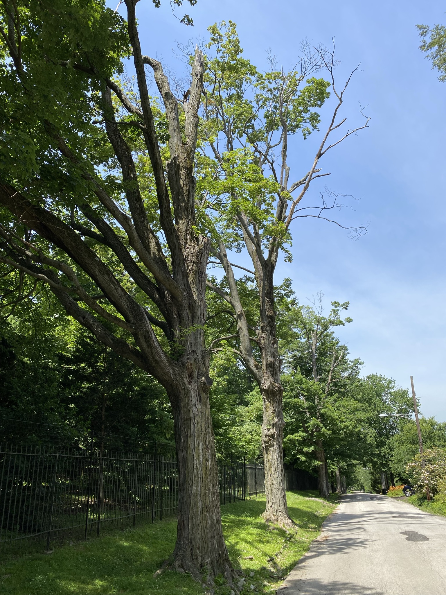 The future of forests Penn Today